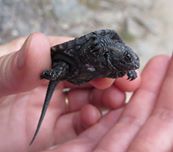 Fall a season of comings and goings for wildlife in Acadia